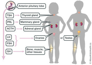 anterior pituitary lobe produces TSH, PRL, ACTH, LH, FSH, GH