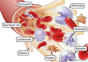 Eosinophil, red blood cell, lymphocyte, monocyte, plasma, platelet, neutrophil and basophil in blood