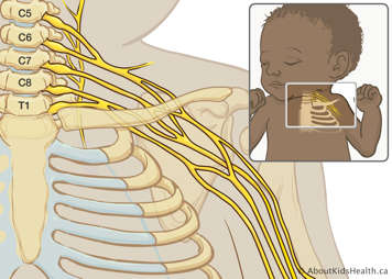 Brachial plexus in the upper body of a baby