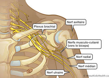 L’emplacement du plexus brachial, du nerf axillaire, des nerfs musculo-cutané, et des nerfs radial, médian et ulnaire