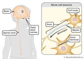 The CNS within the body and a cutaway to a nerve cell