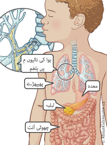 بچےکے بدن کے اوپر والے حصے میں معدہ، لبلبہ، چھوٹی آنت اور پھیپھڑے کی شناخت، ہواکی نالیوں میں بلغم