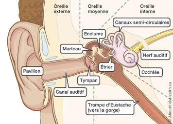 Les parties de l’oreille externe, l’oreille moyenne et l’oreille interne