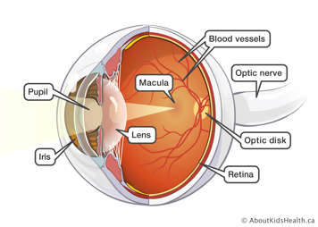 Inside view of the eyeball with various parts of the eye labelled 