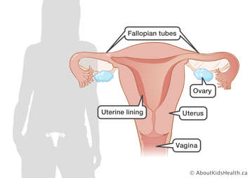 Identification of the vagina, uterus, uterine lining, ovary, and fallopian tubes