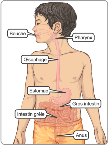 L’emplacement de la bouche, du pharynx, de l’œsophage, de l’estomac, du gros intestin, de l’intestin grêle et de l’anus