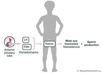 anterior pituitary lobe produces LH and FSH signals testes to produce male sex hormones and sperm production