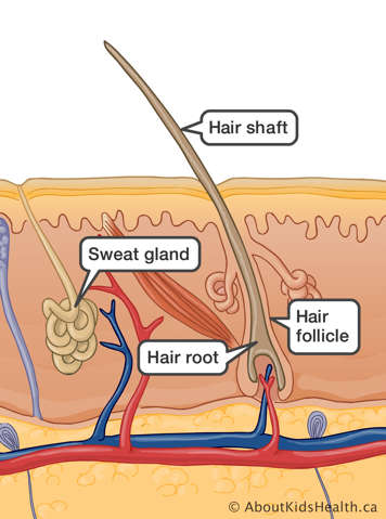 The hair shaft, hair follicle, hair root and sweat gland are identified