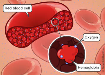 Illustration showing red blood cells full of hemoglobin with an inset showing oxygen attached to the hemoglobin