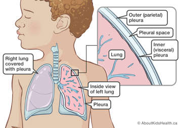 Right lung covered with pleura and inside view of left lung