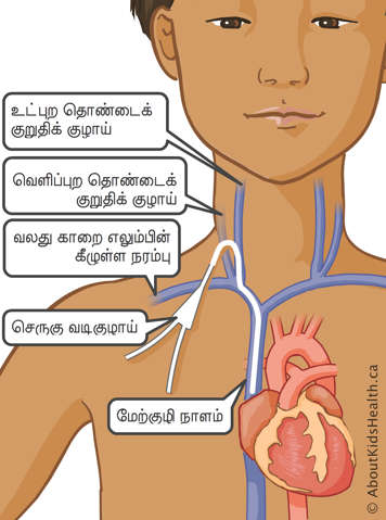 வெளிப்புற மற்றும் உட்புற கழுத்து நாளங்கள், வலது தோள்பட்டை நாளங்கள் மற்றும் மேல்பெரு நாளத்தினுள் சிறியதொரு ஒடுங்கிய குழாய்