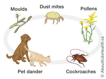 Illustration of moulds, dust mites, pollens, pet dander and cockroaches