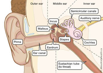 Anatomy of the outer ear, middle ear and inner ear