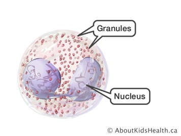 A cell with nucleus and granules identified