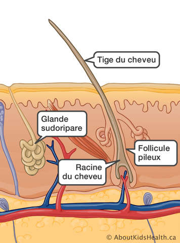 La tige du cheveu, le follicule pileux, la racine du cheveu et la glande sudoripare sont identifiés