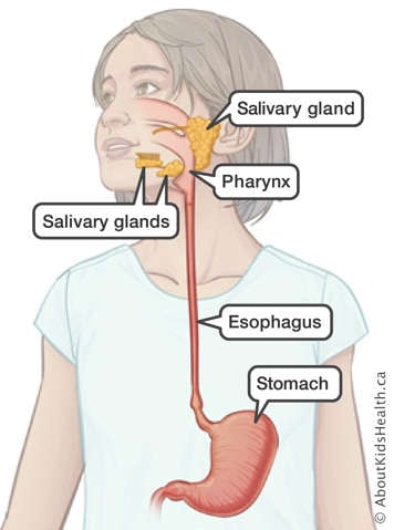 Identification of the salivary glands, pharynx, esophagus and stomach in the upper digestive tract