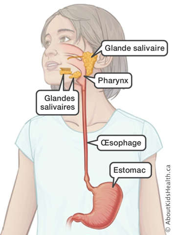 L&rsquo;emplacement des glandes salivaires, du pharynx, de l&rsquo;&oelig;sophage et de l&rsquo;estomac dans le tube digestif sup&eacute;rieur