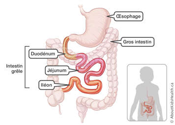 L&rsquo;emplacement du duod&eacute;num, du j&eacute;junum et de l&rsquo;il&eacute;on dans l&rsquo;intestin gr&ecirc;le