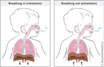 When you breathe in the diaphragm moves downward and when you breathe out the diaphragm moves upwards
