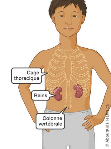 L’emplacement de la cage thoracique, des reins et de la colonne vertébrale dans un enfant