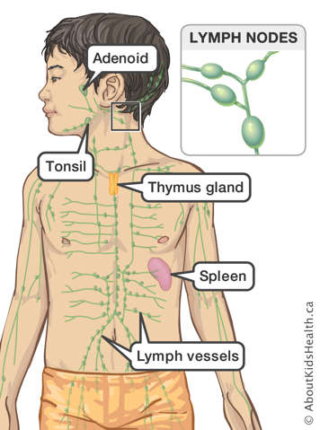 Identification of the adenoid, tonsil, thymus gland, spleen and lymph vessels in a boy