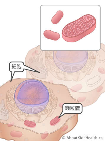 細胞中的線粒體
