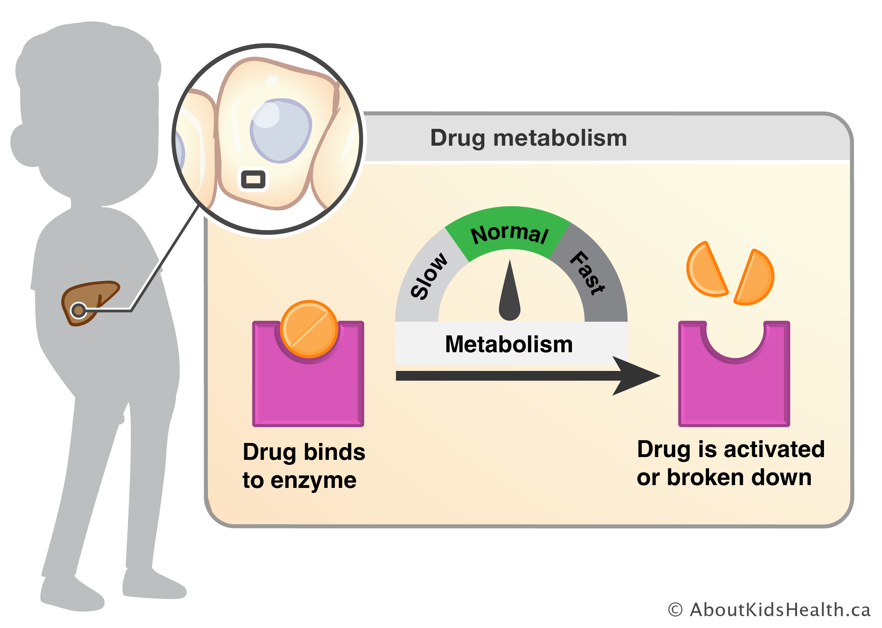 Drug metabolism is the breakdown or activation of a drug in the body by enzymes