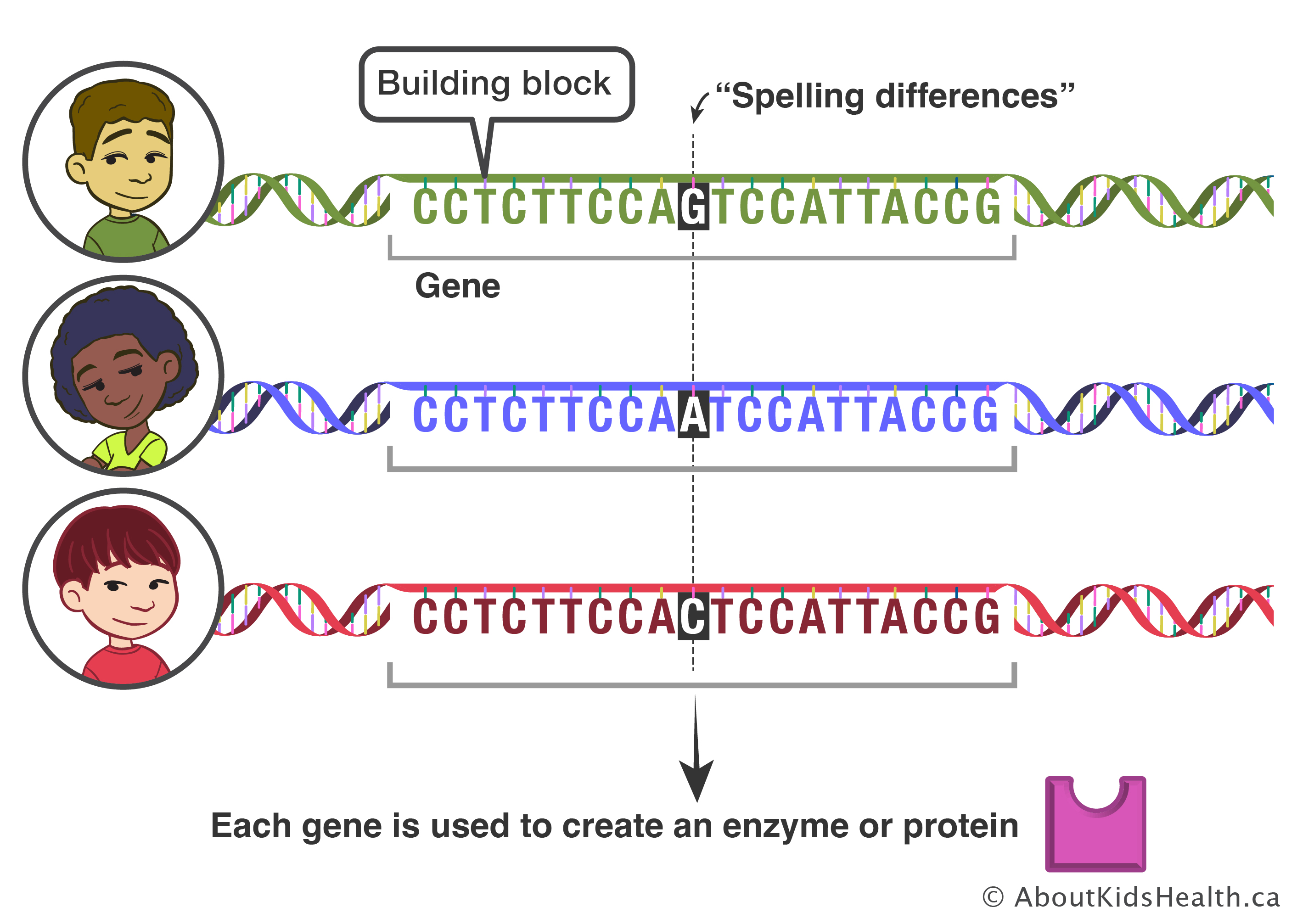 Genetic testing looks at the particular arrangements of genetic building blocks in an individual&rsquo;s set of genes