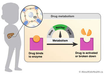 Drug metabolism is the breakdown or activation of a drug in the body by enzymes