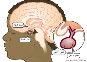 الدماغ يوضح موقع الوطاء والغدة النخامية مع تقريب الفصوص الأمامية والخلفية