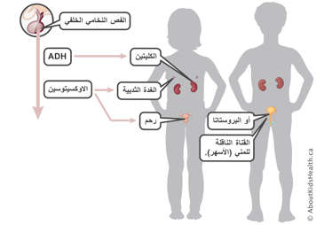 الفص الخلفي للغدة النخامية ينتج هرمون ADH والأوكسيتوسين