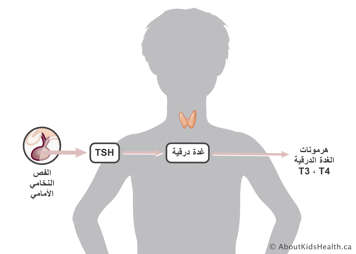 يتم إنتاج هرمون TSH في الفص الأمامي ويرسل إشارة إلى الغدة الدرقية لإنتاج T3 وT4
