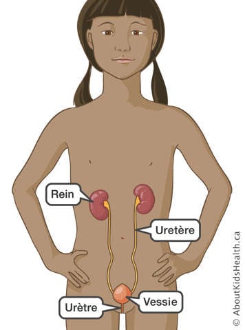 L'emplacement du rein, de l'uretère, de la vessie et de l'urètre d'une fille