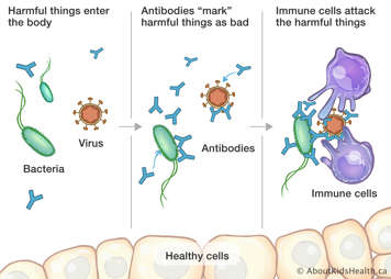 Bacteria and virus enter the body, antibodies “mark” these as bad, immune cells attack the harmful things