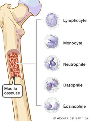 Lymphocyte, monocyte, neutrophile, basophile et éosinophile dans la moelle osseuse