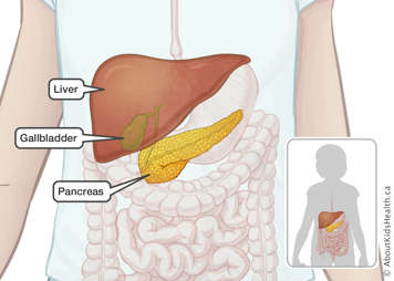 Identification of liver, gallbladder and pancreas