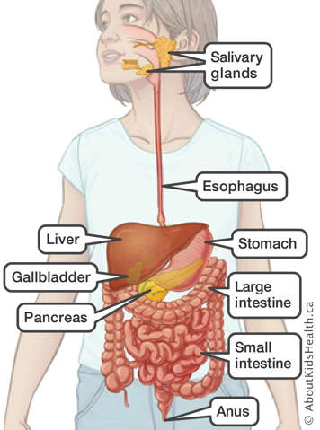 Salivary glands, esophagus, stomach, liver, gallbladder, pancreas, small and large intestines and anus