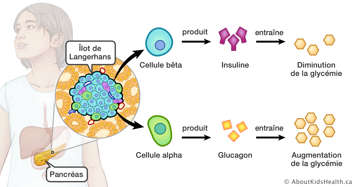 Illustration montrant comment les cellules alpha et b&ecirc;ta aident &agrave; augmenter et &agrave; diminuer la glyc&eacute;mie