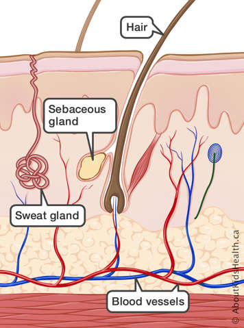 Identification of a hair, sebaceous gland, sweat gland and blood vessels in the skin