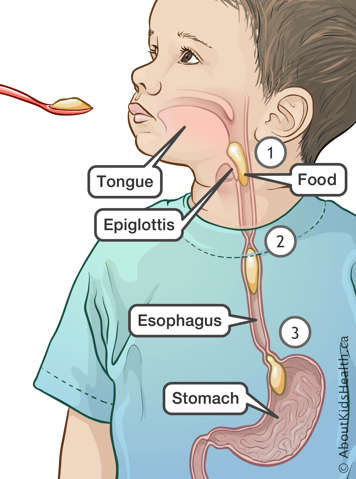 Food passing over the tongue, past the epiglottis, through the esophagus and into the stomach