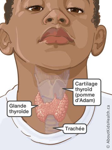 Vue de la glande thyroïde, située à l’avant de la gorge, avec la nomenclature des structures avoisinantes