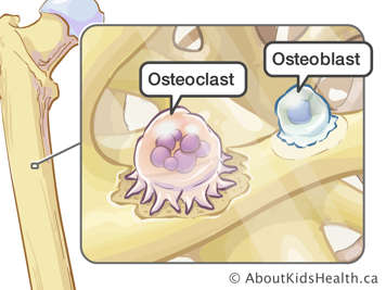 Osteoclast and osteoblast on bone