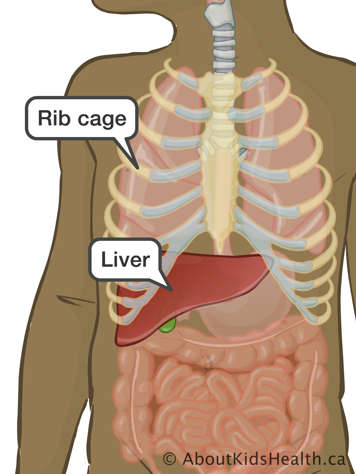 Location of liver and rib cage