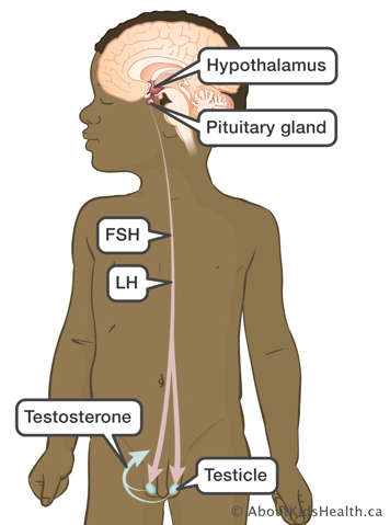 Pituitary gland releases FSH and LH which triggers testicle to produce testosterone