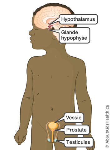 L'hypophyse libère de la FSH et de la LH qui déclenchent la production de testostérone par les testicules