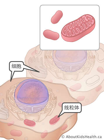 细胞中的线粒体