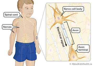 Nerve pathways in the body shown with close up view on the specific parts of the nerve cell labelled