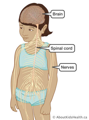 The brain, spinal cord and nerves in a young girl