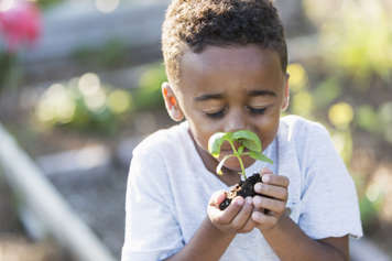 Boy holding and smelling a basil plant