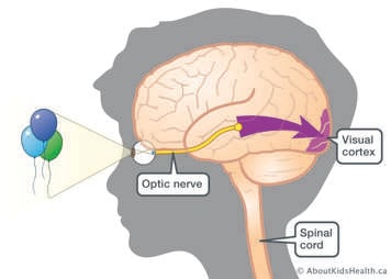 Optic nerve carrying visual information from eye to visual cortex at back of brain